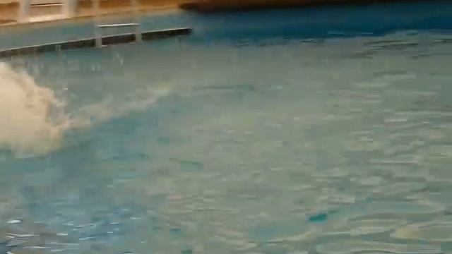 dolphin show in the water park antalya -- zarif смотреть онлайн