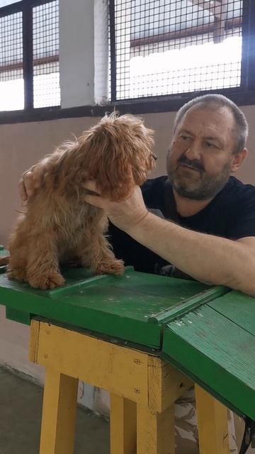 А Вы знали о такой породе как КАВАПУ?! Стоит или не стоит брать такую собаку? #дрессировкасобак смотреть онлайн