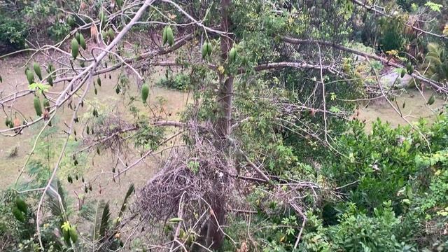 Bali. How Cotton tree grow смотреть онлайн