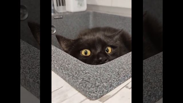 Что за пантера этот тигр