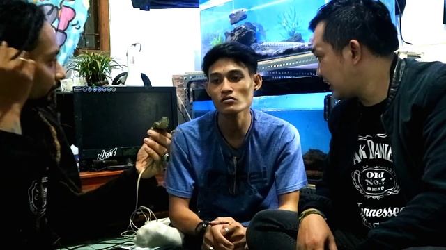 Di kasih Hadiah Kadal Kupu kupu .||Buterfly Agama. смотреть онлайн