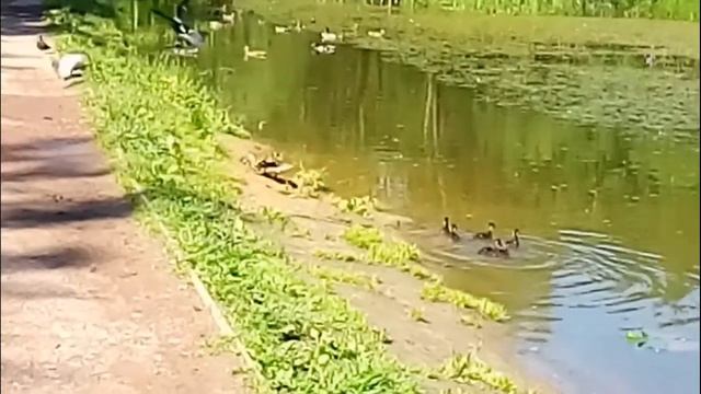 # Утка защищает своих утят. Заметки смотреть онлайн