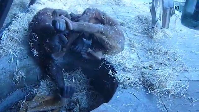 play fighting orangutans смотреть онлайн