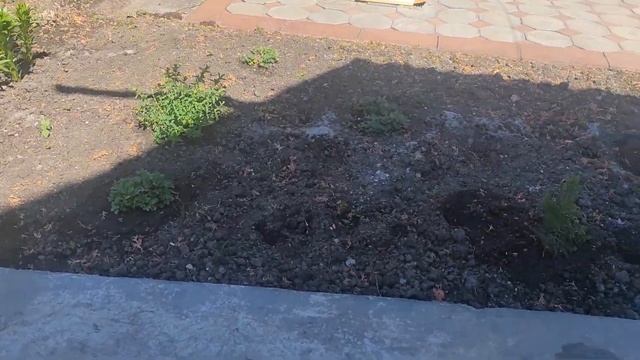 Продолжение работы в огороде. Посадка цветов и фруктовых саженцов. смотреть онлайн