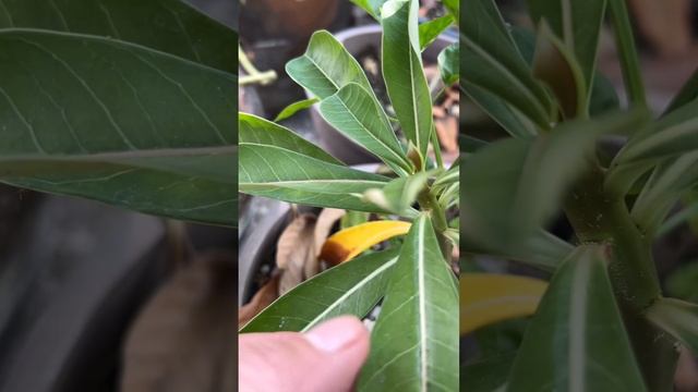 Flowers grow in tropical places смотреть онлайн