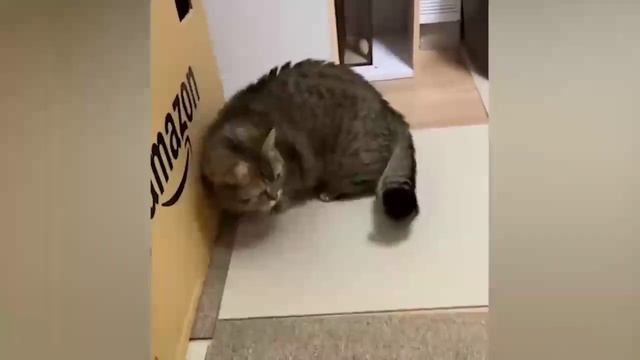 Смешные животные (Скачанное видео из интернета). смотреть онлайн