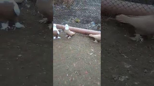 Благодарненские голуби Ставропольский край 8-918-770-74-61 Роман смотреть онлайн
