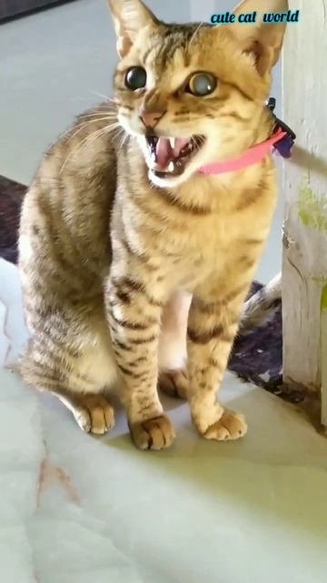 Cute cat video ! my sweetie Moonsoon смотреть онлайн