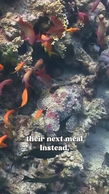 This fish is DANGEROUS | Maddie Moate #shorts | #stonefish #sealife #fishfacts #beachlife смотреть онлайн