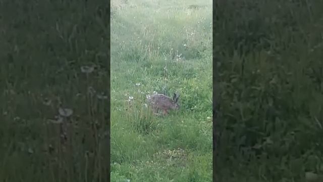 Приходил живой заяц в гости смотреть онлайн