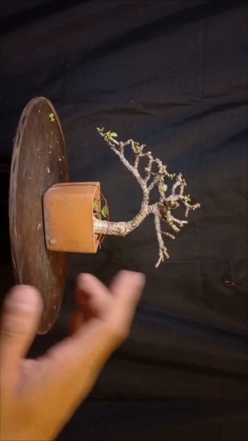 PORTULACARIA AFRA BONSAI DEFOLIADO