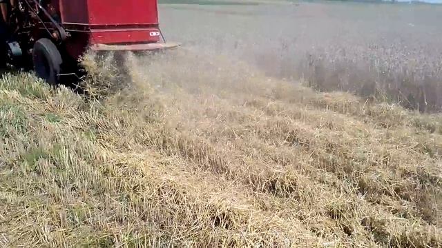 Молотим пшеницю сорт ДЖОКЕР. смотреть онлайн