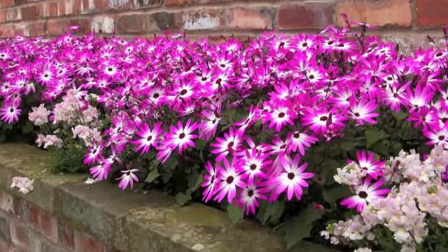 QR Senetti.m4v смотреть онлайн