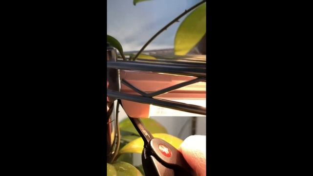 Cutting My Overgrown Hoya Pubicalyx Royal Hawaiian Purple