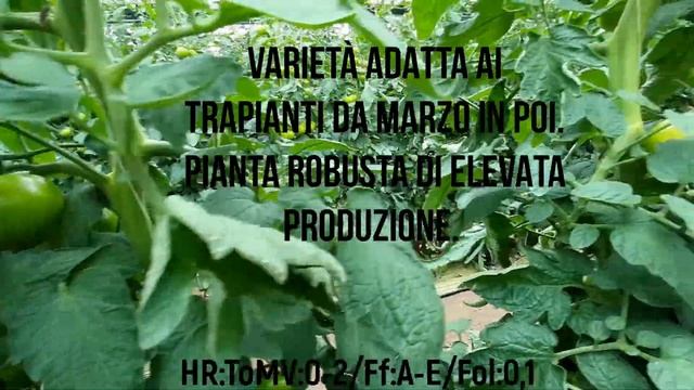 Pomodoro 118SA157 F1  Fondi