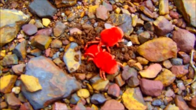 Mvua Atakuja insect ( Rain is Coming) смотреть онлайн