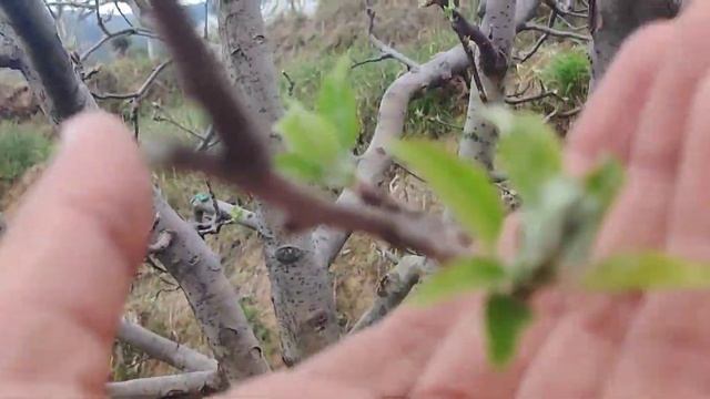 Royal apple orchard sap condition in 5500 ft #@Followers смотреть онлайн