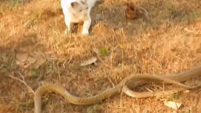 snake vs cat fight.sap billi ka larai. смотреть онлайн