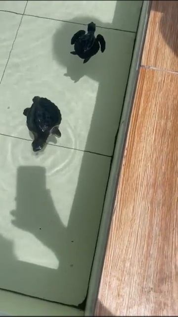 Черепашья ферма, 17.12.23