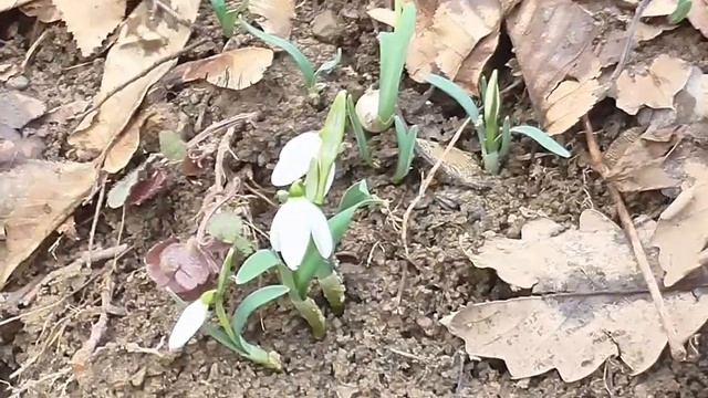 Підсніжники, весняні води та березневий ліс. Надвірна 2018 смотреть онлайн