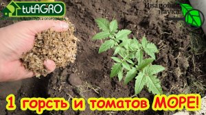 ОДНА ГОРСТЬ В ЛУНКУ и УРОЖАЙ ОГРОМНЫЙ! Ни жирования, ни вершинной гнили с такой заправкой лунок.