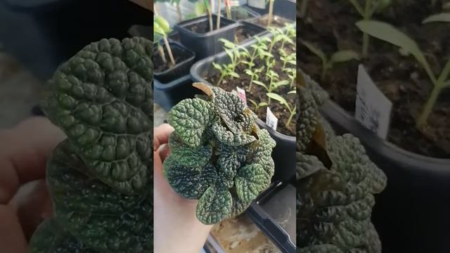 08.04.24. Распикировала томаты. Первый раз перцы в кассете смотреть онлайн