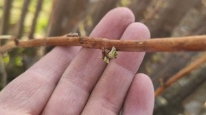 Весенняя обработка бордоской смесью клубники, малины и смородины.