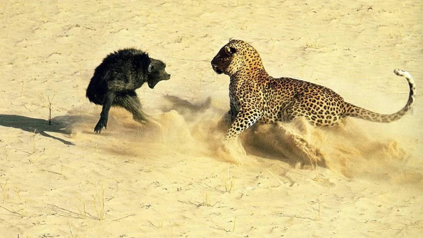 Самые опасные животные Африки! Лучше не попадаться им! смотреть онлайн