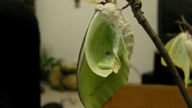 Timelapse - Luna Moth Hatches and Unfolds Wings смотреть онлайн