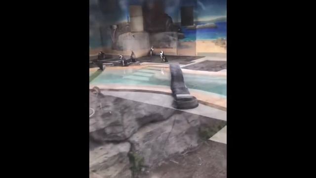 TORONTO ZOO FULL TOUR 2021 | ONTARIO CANADA | Erica Jane смотреть онлайн