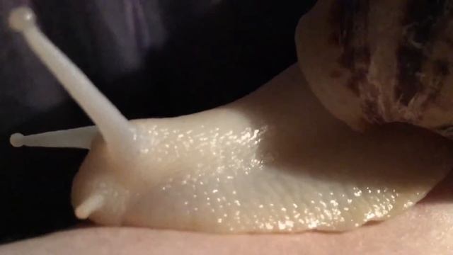 Achatina. Ахатина