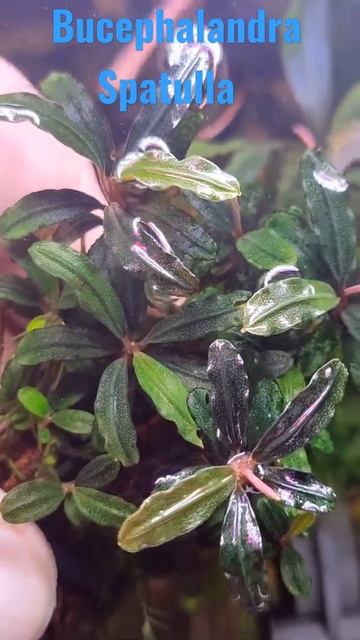 Aquarium Bucephalandra Sp. Spatulla смотреть онлайн