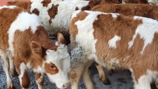 Simmental Buqachalar sotiladi 7 Dona ☎️ +998 93 205 11 04 смотреть онлайн