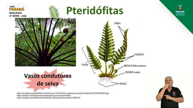 2021 | 2ª Série | Biologia | Aula 16 - Reino Plantae: Os Grupos de Plantas - Parte 1 смотреть онлайн