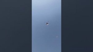 ⭐️ Бойные голуби Катиф | Саудовская Аравия 🇸🇦 حمام قطيف | طيور لوت | Pigeons