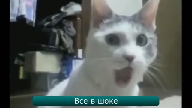 кот лёха смотреть онлайн