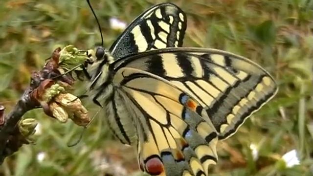 Otakárek feniklový-Papilio machaon Common Yellow Swallowtail смотреть онлайн