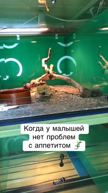 Бородатая агама дома! #домашниеживотные #питомцы #бородатаяагама #pogonavitticeps #рептилии #exo