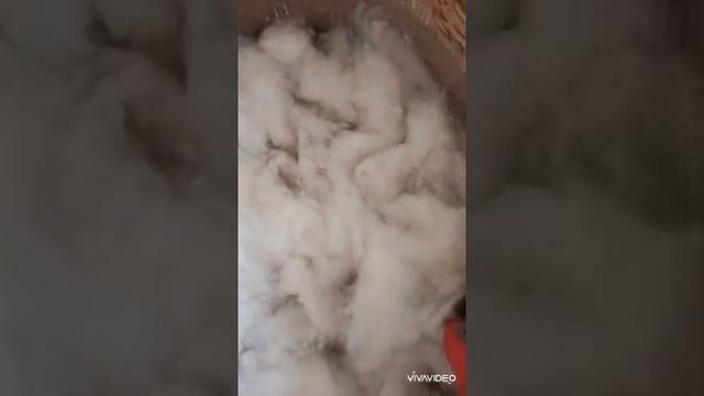 Выращиваю пшеницу, огромный (семени) на Новруз Байрам за 5 дней. смотреть онлайн