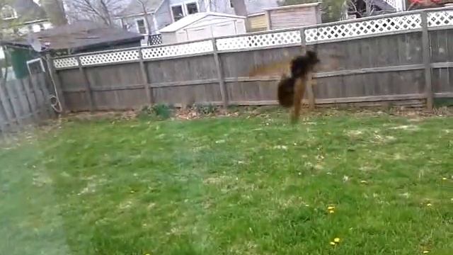 Wasp Non aggressive смотреть онлайн