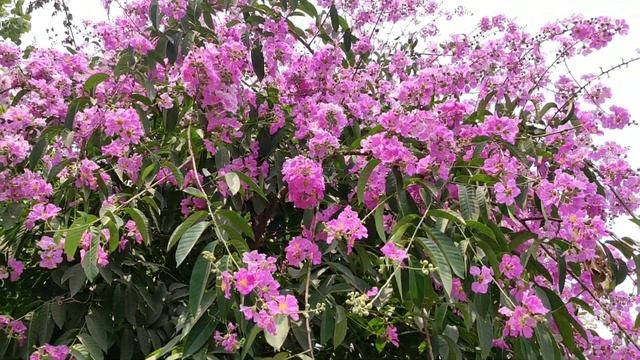 Pride Of India | Jarul Flower | জারুল ফুল।