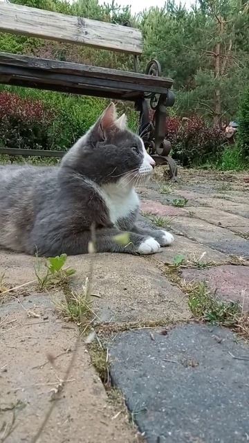 #кошки #котята #cat #музыка смотреть онлайн