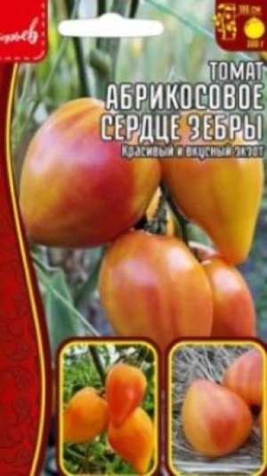 Результаты выращивания авторского сорта томатов Абрикосовое сердце зебры