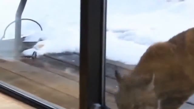 Кошечка Няша и Рысь смотреть онлайн
