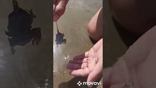 Морская медведка!