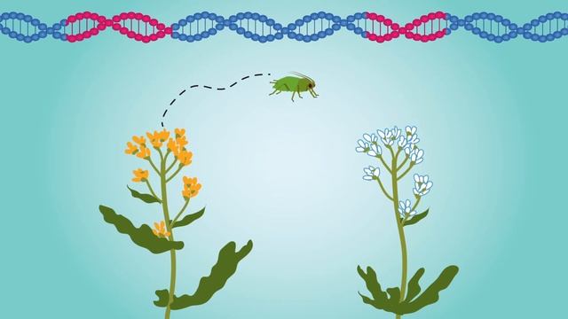 Gene Regulation The Secret To Aphid’s Wide-ranging Crop Diet
