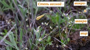 Степь весной: микро- и макромир. Ростовская область, середина апреля 2025