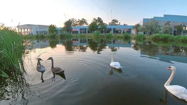 лебеди Анапа 2022