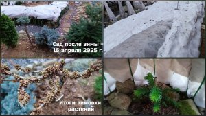 Сад  после зимы - 16 апреля 2025 г.
Итоги зимовки растений.