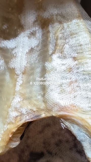 Мурманский морской ёрш.